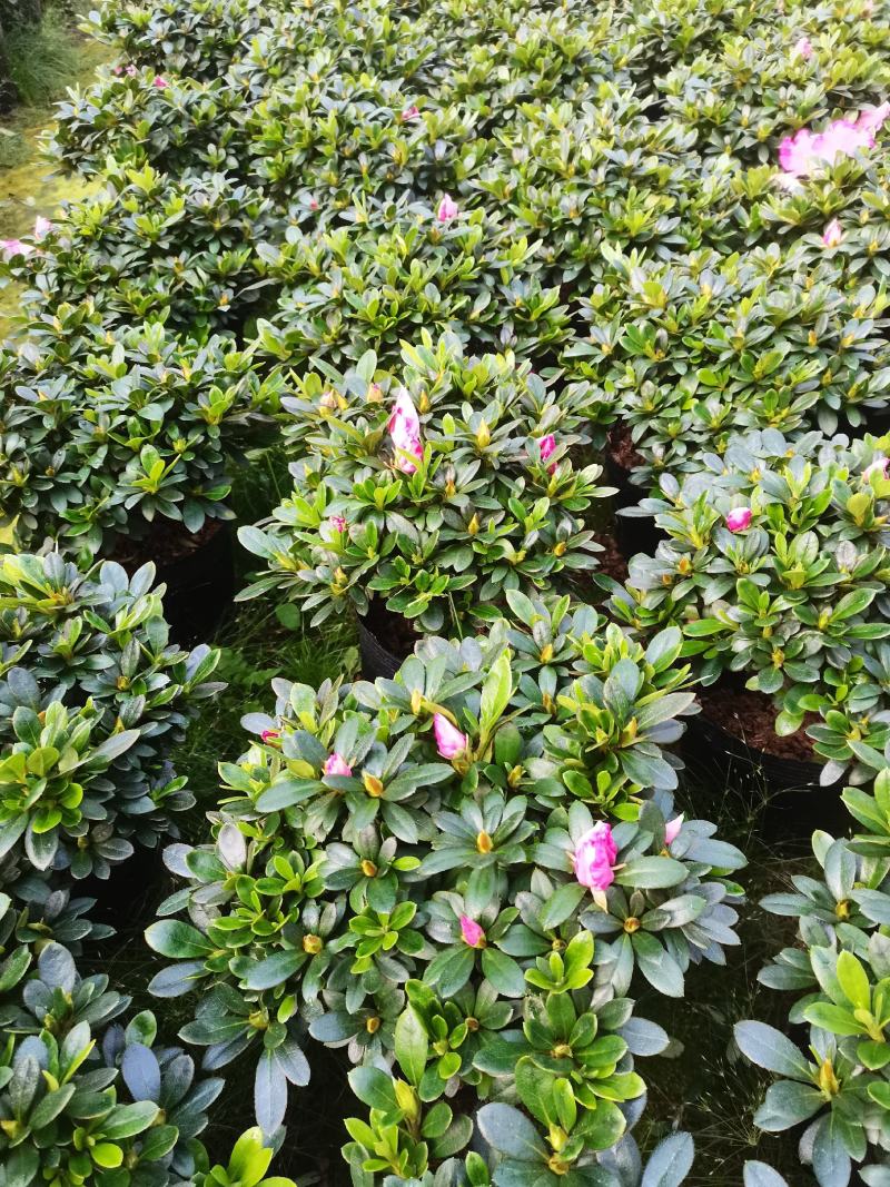 基地直销:精品西玛杜鹃，花期3个月左右，室内花