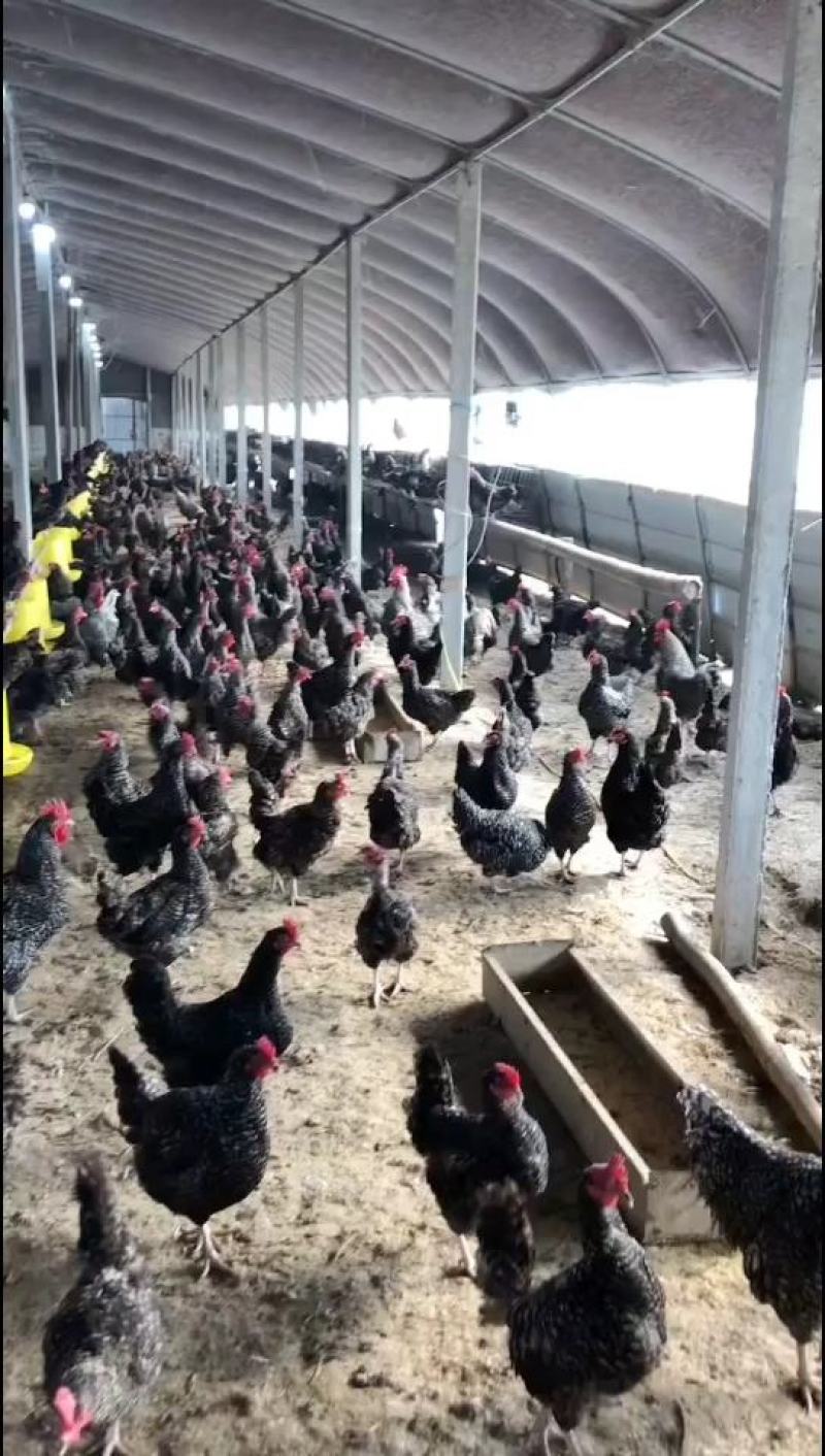 鸡苗孵化场，鸡苗批发，脱温鸡苗价格