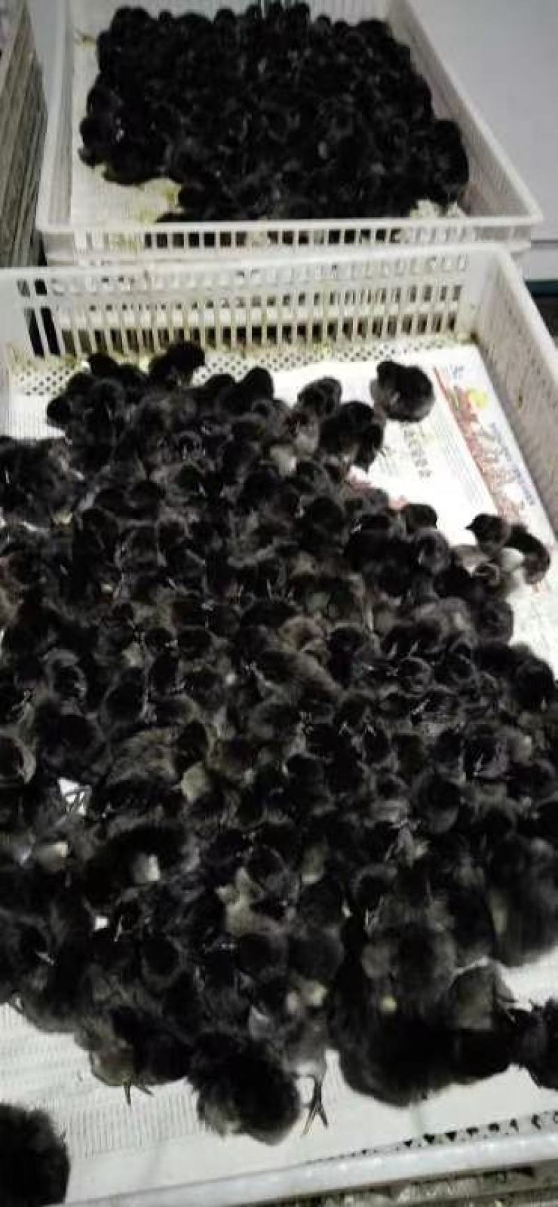鸡苗孵化场，鸡苗批发，脱温鸡苗价格