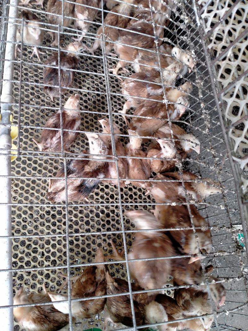 鸡苗孵化场，鸡苗批发，脱温鸡苗价格
