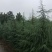 南京4米雪松价格行情