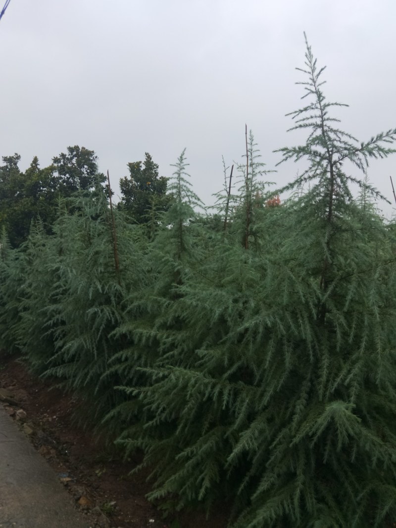 南京4米雪松价格行情