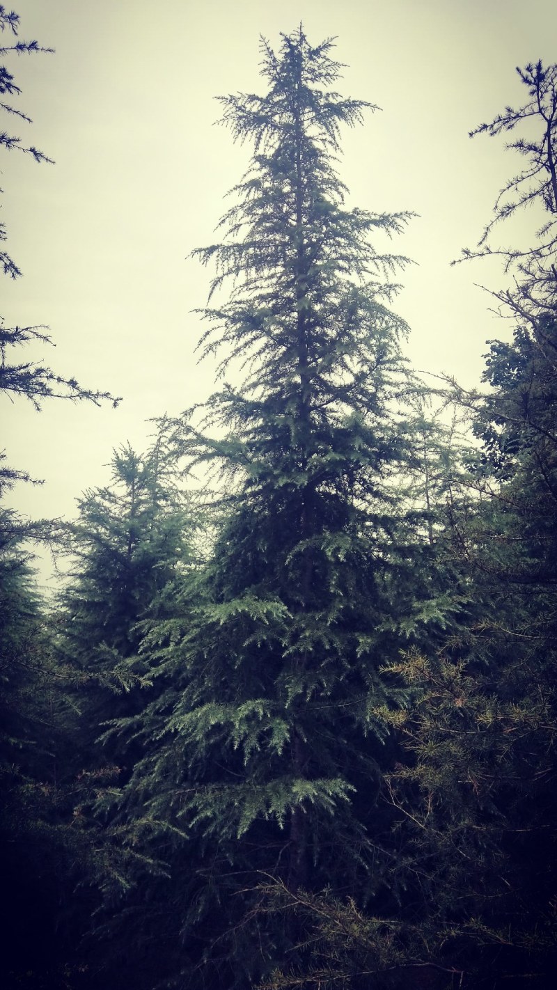 南京4米雪松价格行情