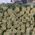山东省聊城市万亩冷棚大叶菠菜，大量供应中
