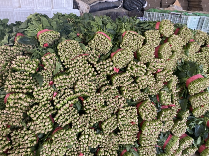 山东省聊城市万亩冷棚大叶菠菜，大量供应中