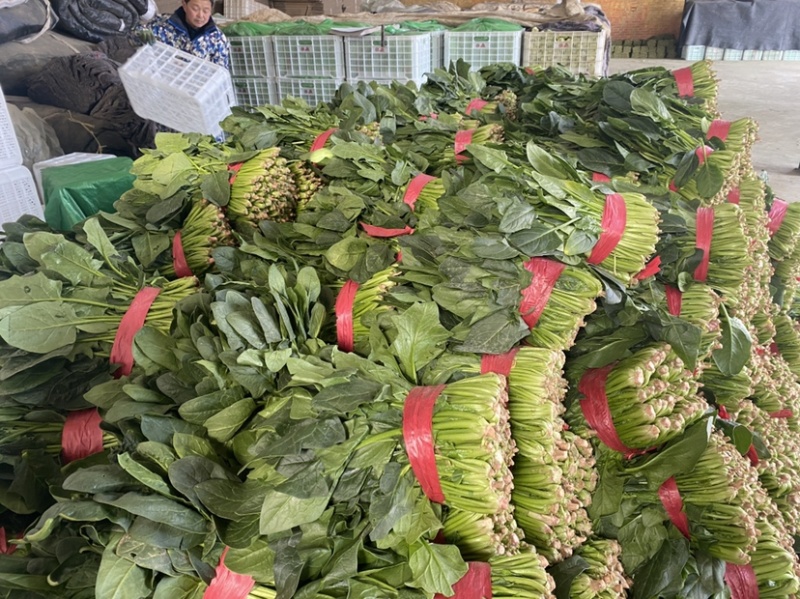 山东省聊城市万亩冷棚大叶菠菜，大量供应中