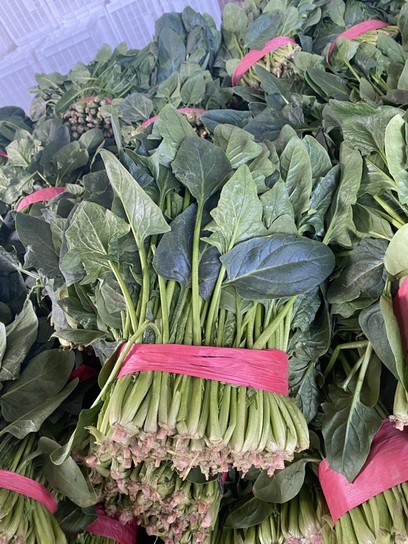 山东省聊城市万亩冷棚大叶菠菜，大量供应中