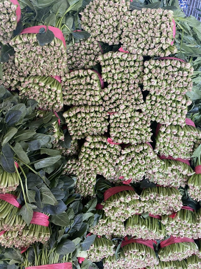 山东省聊城市万亩冷棚大叶菠菜，大量供应中