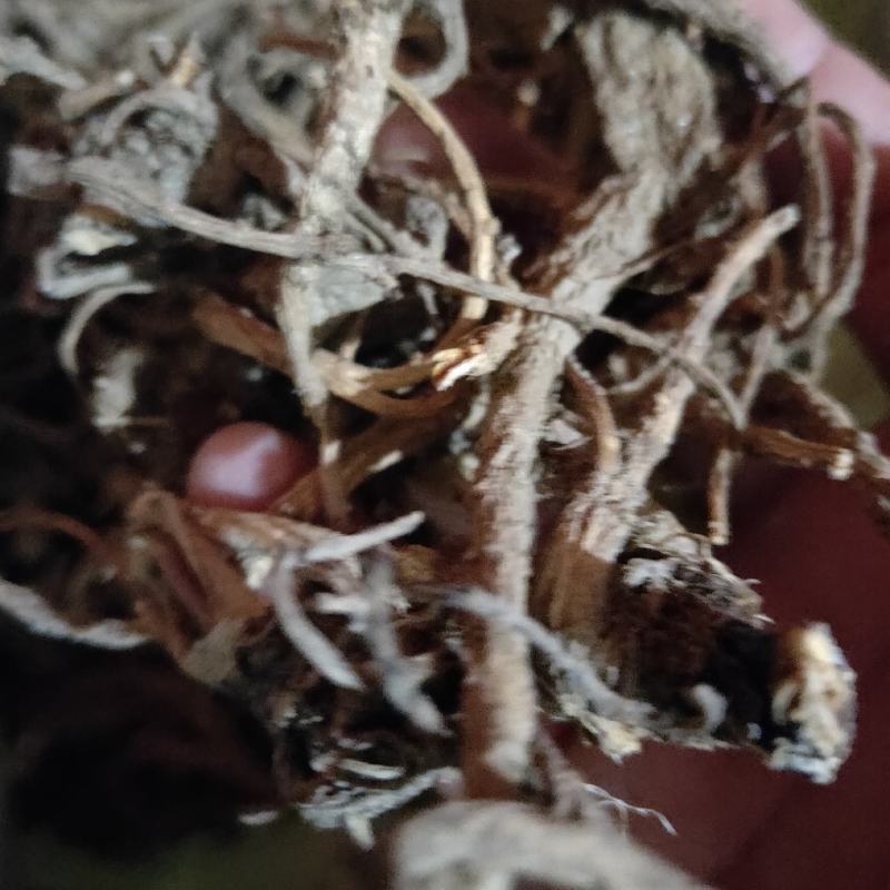 前胡干货大山采挖自然生长前胡根紫花前胡