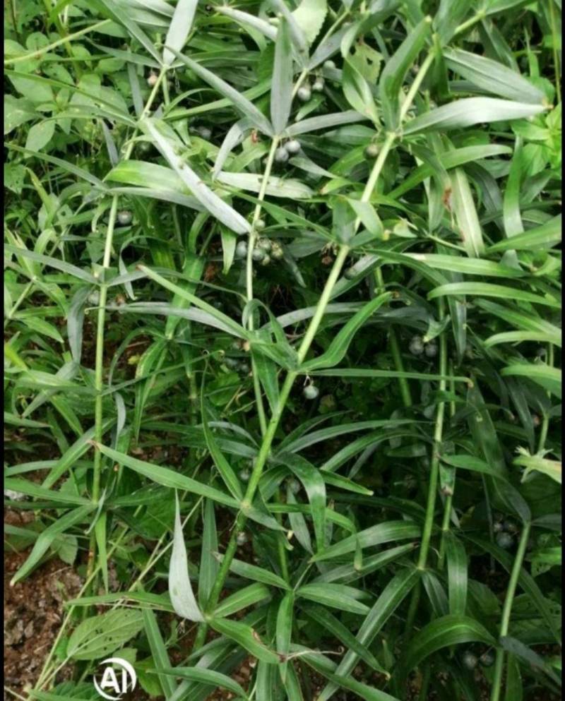 精品中药黄精根部干鲜