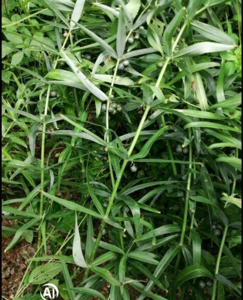 精品中药黄精根部干鲜
