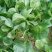 大叶菠菜河北菠菜大量供应产地直发可视频看货选货