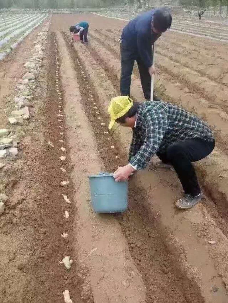 【大小黄姜种】产地批发包质包量，芽已崔好全国各地发货