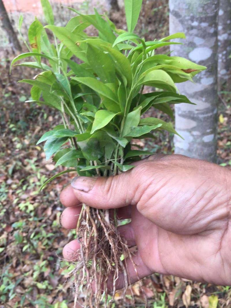 沉香苗奇楠沉香苗芽苗苗场补苗专用小树苗