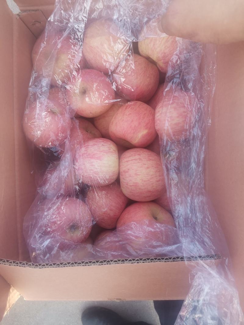 山东沂源高源红富士苹果大量出库，价格美丽，需要的联系