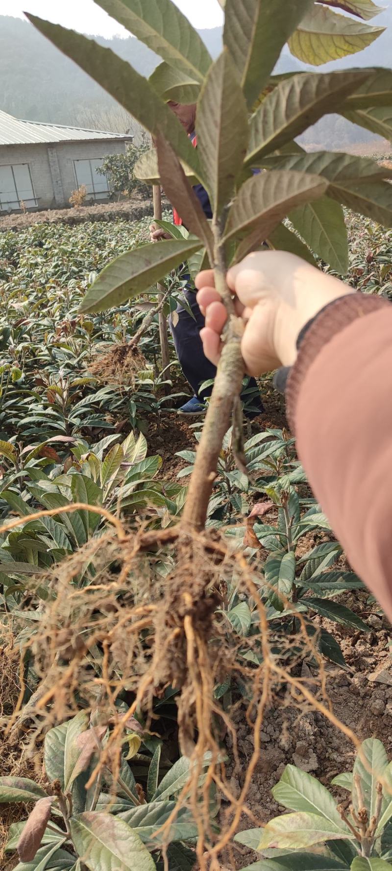 超值好苗正宗宁海白沙枇杷苗粗壮根系发达苗圃直供技术支持