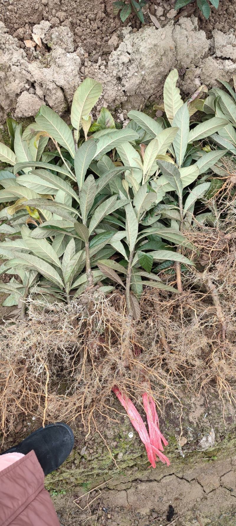 超值好苗正宗宁海白沙枇杷苗粗壮根系发达苗圃直供技术支持