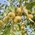 s安徽梨，砀山酥梨，梨产地直发保质保量全国代发