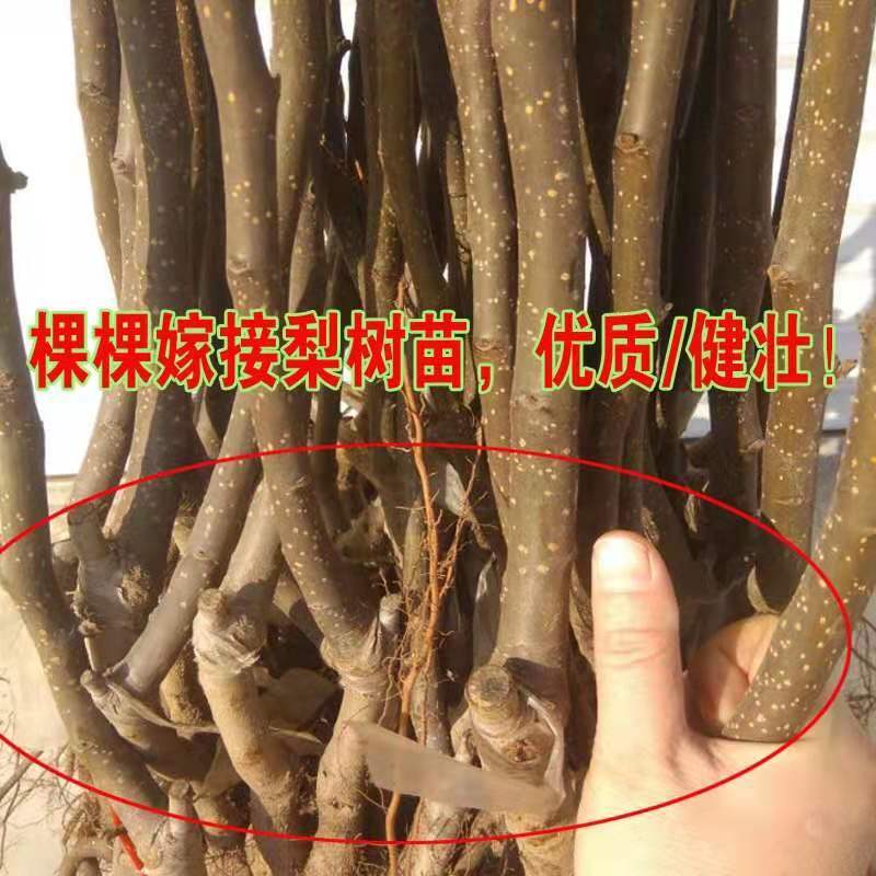 新品种早熟梨红啤梨苗正宗嫁接果树苗当年结果南北方庭院种植