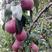 新品种早熟梨红啤梨苗正宗嫁接果树苗当年结果南北方庭院种植