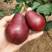 新品种早熟梨红啤梨苗正宗嫁接果树苗当年结果南北方庭院种植