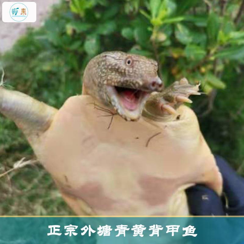 青黄背甲鱼活体王八水鱼团鱼鳖中华鳖苗活体食用海鲜鲜活