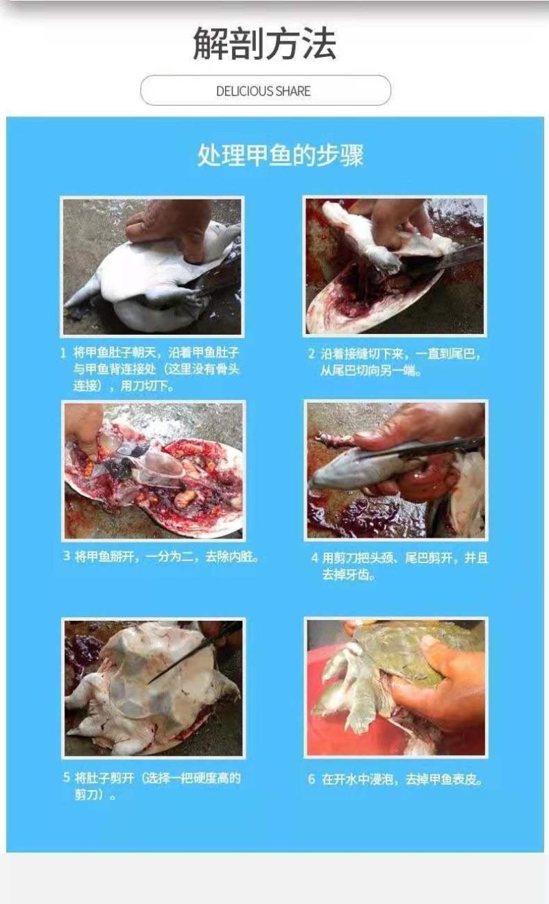 青黄背甲鱼活体王八水鱼团鱼鳖中华鳖苗活体食用海鲜鲜活