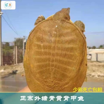 青黄背甲鱼活体王八水鱼团鱼鳖中华鳖苗活体食用海鲜鲜活