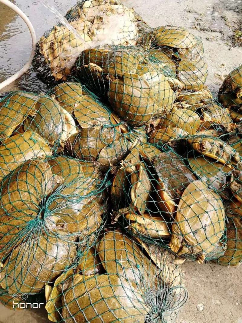 青黄背甲鱼活体王八水鱼团鱼鳖中华鳖苗活体食用海鲜鲜活