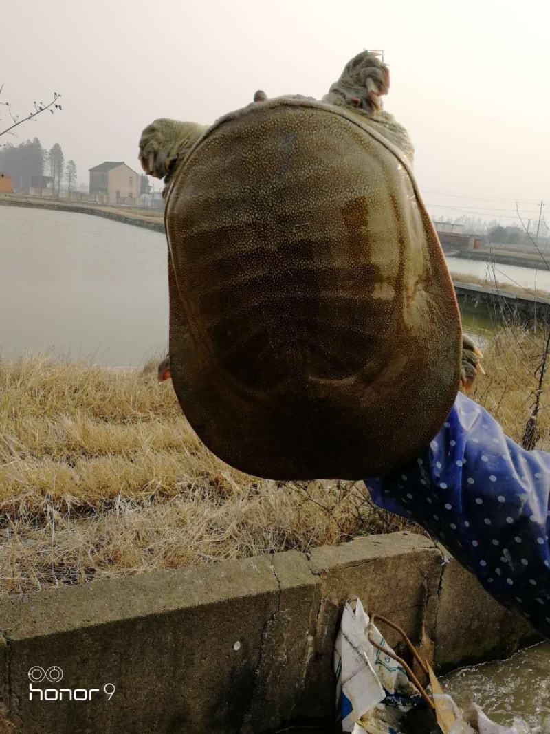 青黄背甲鱼活体王八水鱼团鱼鳖中华鳖苗活体食用海鲜鲜活