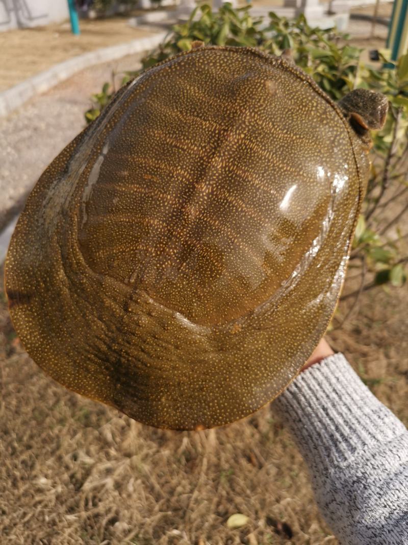 青黄背甲鱼活体王八水鱼团鱼鳖中华鳖苗活体食用海鲜鲜活