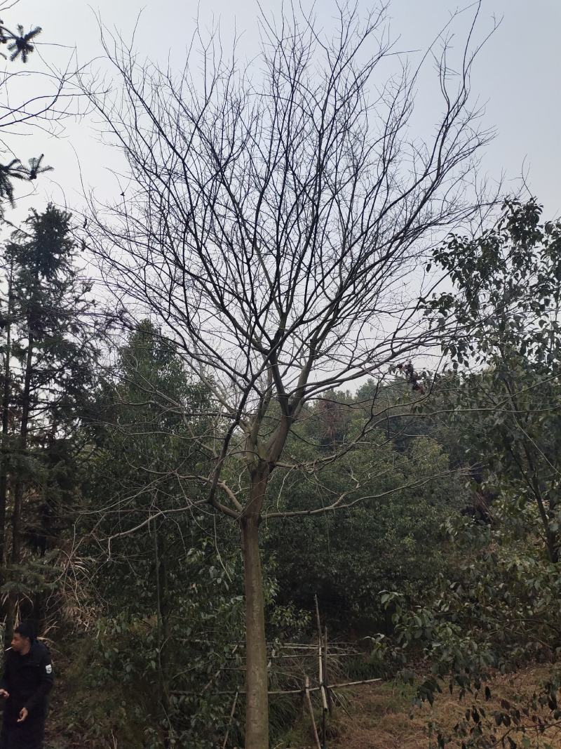 大量供应精品朴树30公分