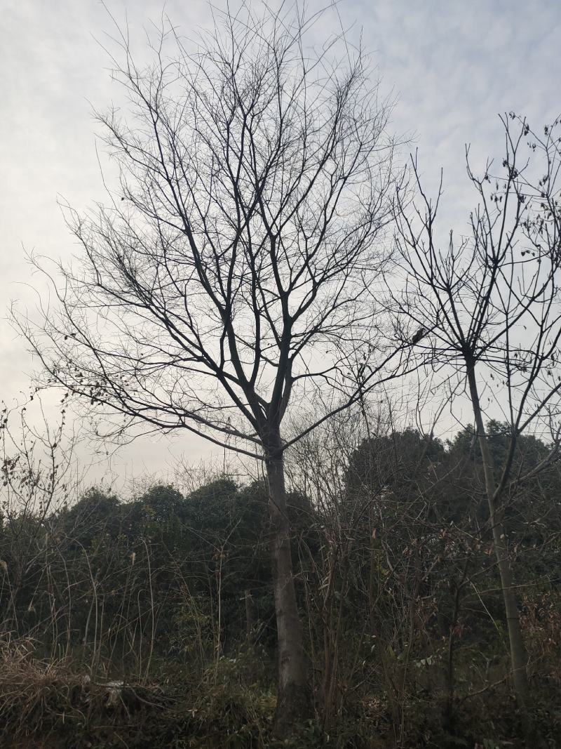 大量供应精品朴树30公分