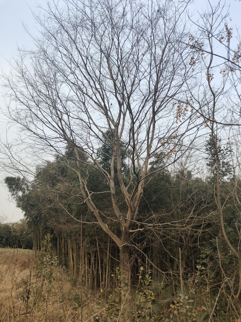 大量供应精品朴树30公分