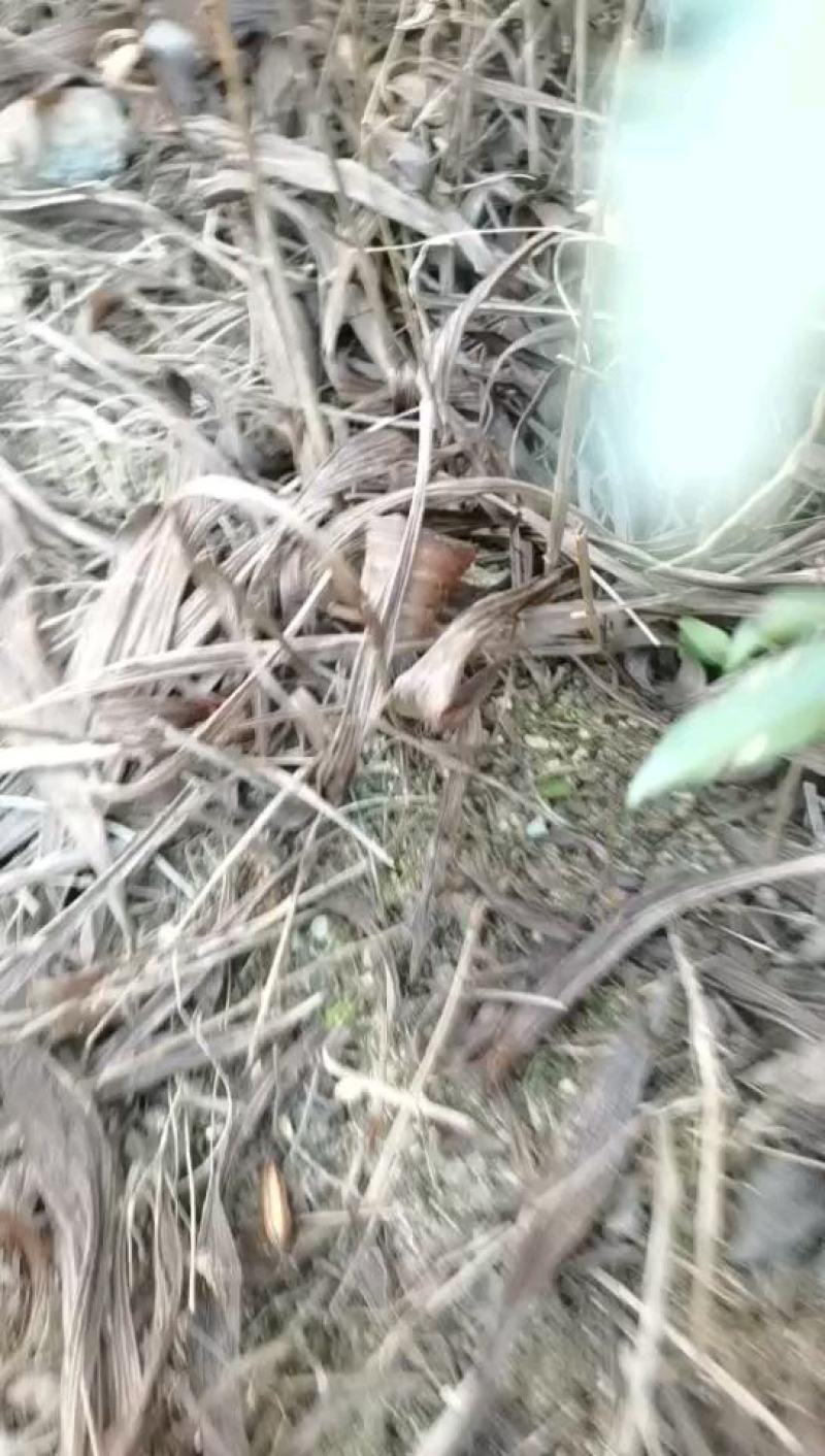 白芨苗大别山紫花三叉白芨苗直播小苗基地直供规格齐全