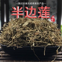 【牛商推荐】半边莲无硫中药材半边花细米草中药材无硫