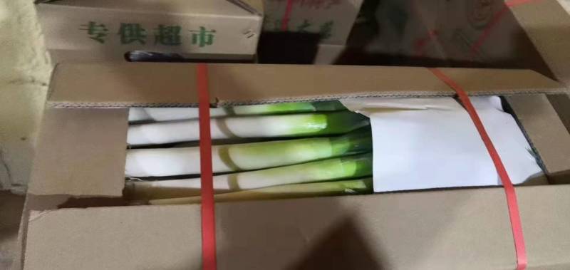 大葱，福建大葱漳浦铁杆大葱毛葱箱葱净葱欢迎咨询选购
