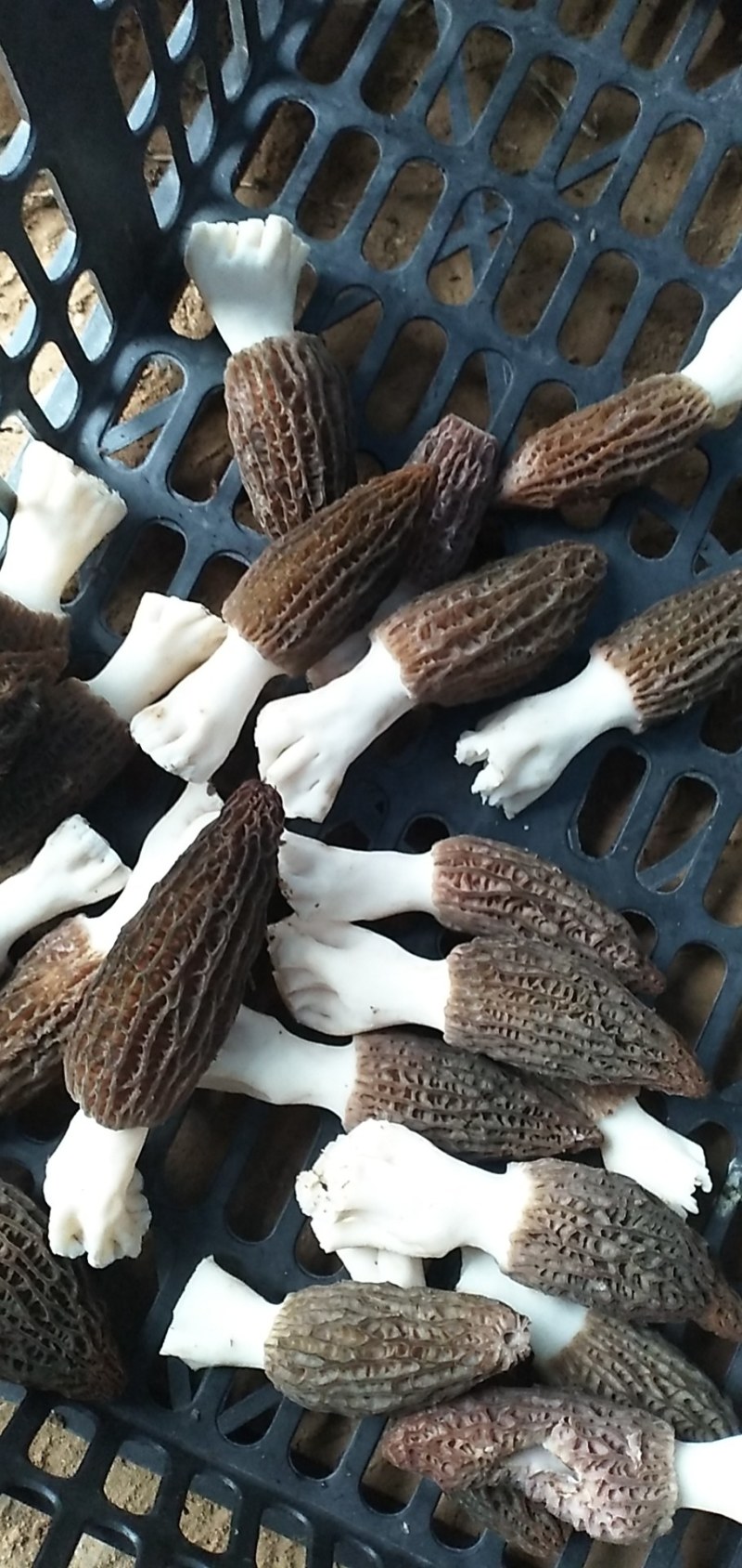 来自贵州大自然的馈赠