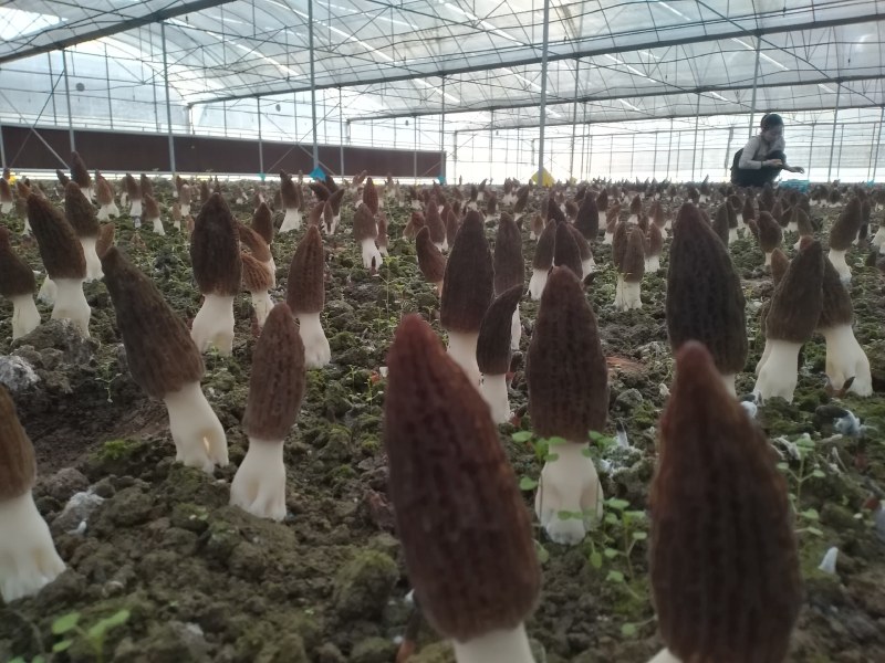 来自贵州大自然的馈赠