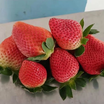 四川德昌冬草莓露天种植阳光草莓电微商一件代发，量大从优