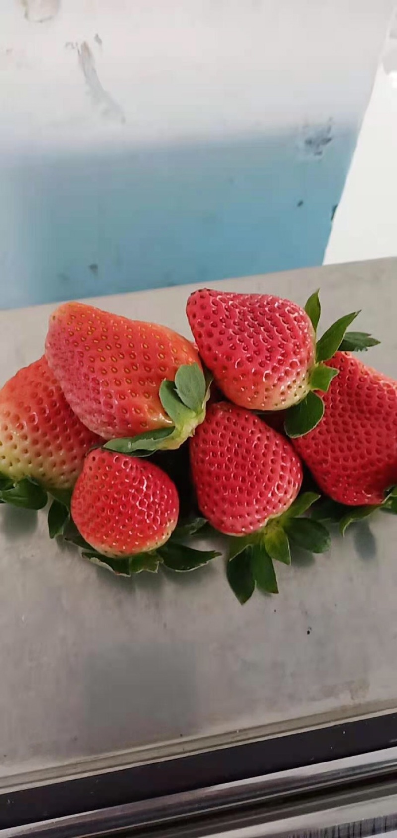 四川德昌冬草莓露天种植阳光草莓电微商一件代发，量大从优