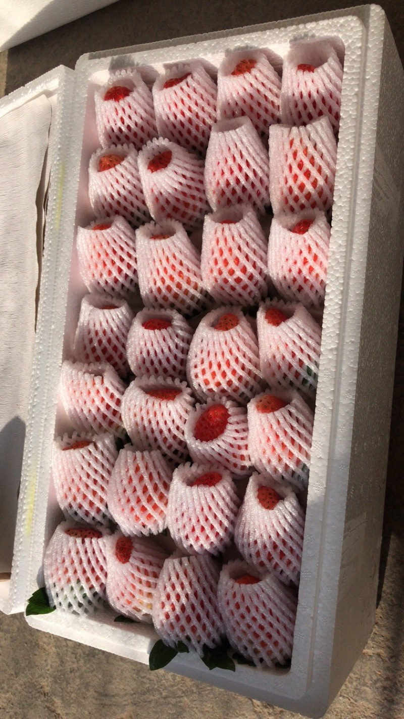 四川德昌冬草莓露天种植阳光草莓电微商一件代发，量大从优