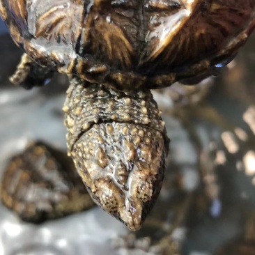 外塘冷水鳄龟1-2两。易养快大。生存能力强出肉率高