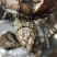 外塘冷水鳄龟1-2两。易养快大。生存能力强出肉率高