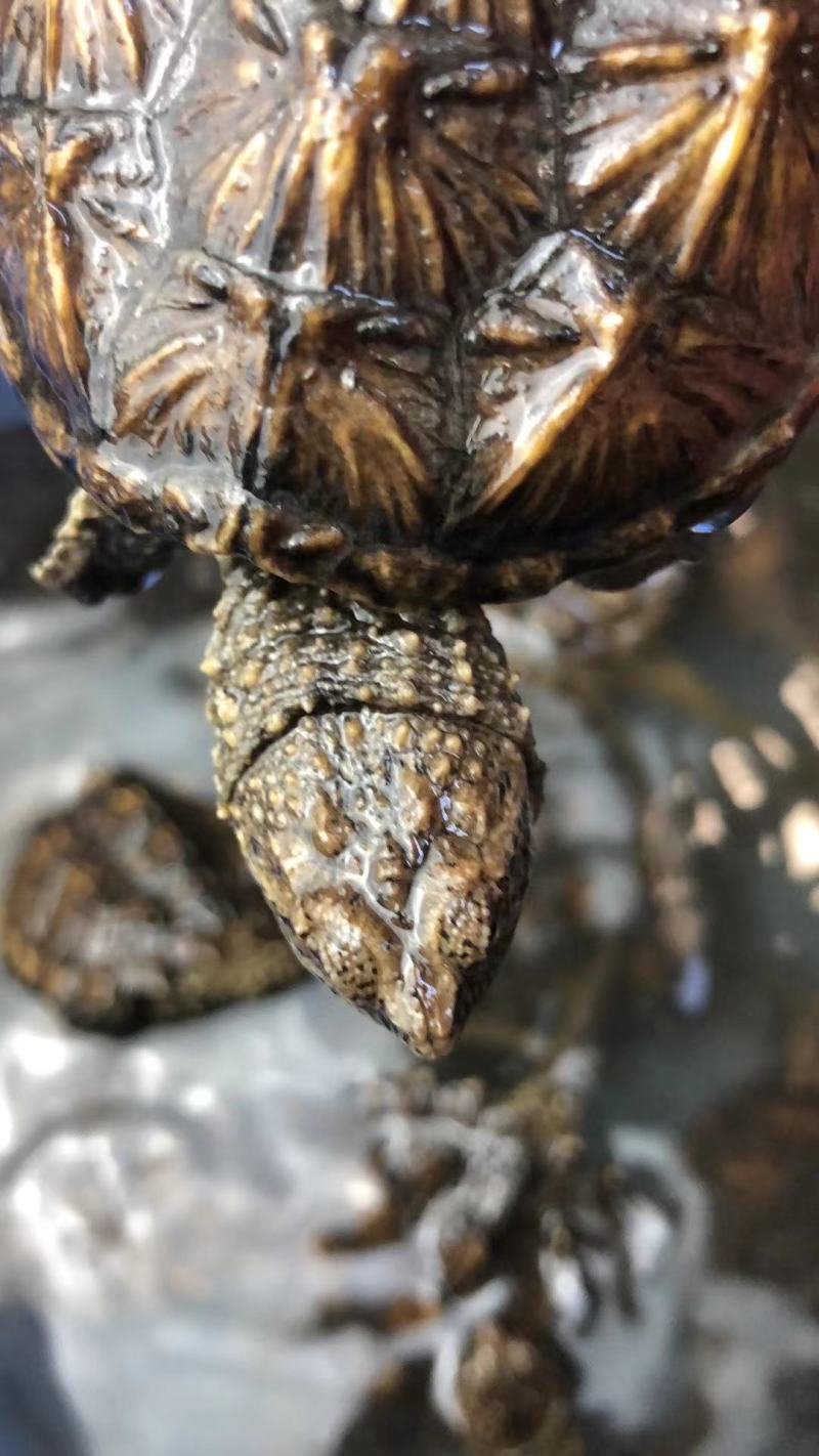 外塘冷水鳄龟1-2两。易养快大。生存能力强出肉率高