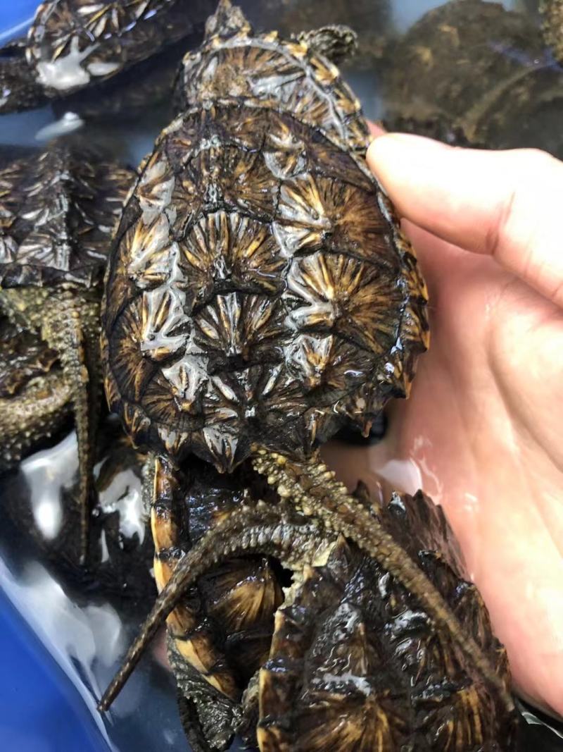 外塘冷水鳄龟1-2两。易养快大。生存能力强出肉率高