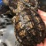 外塘冷水鳄龟1-2两。易养快大。生存能力强出肉率高