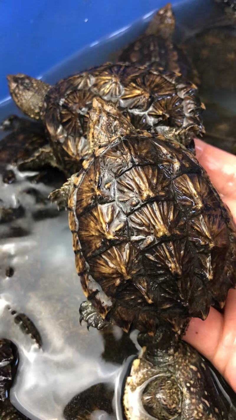 外塘冷水鳄龟1-2两。易养快大。生存能力强出肉率高