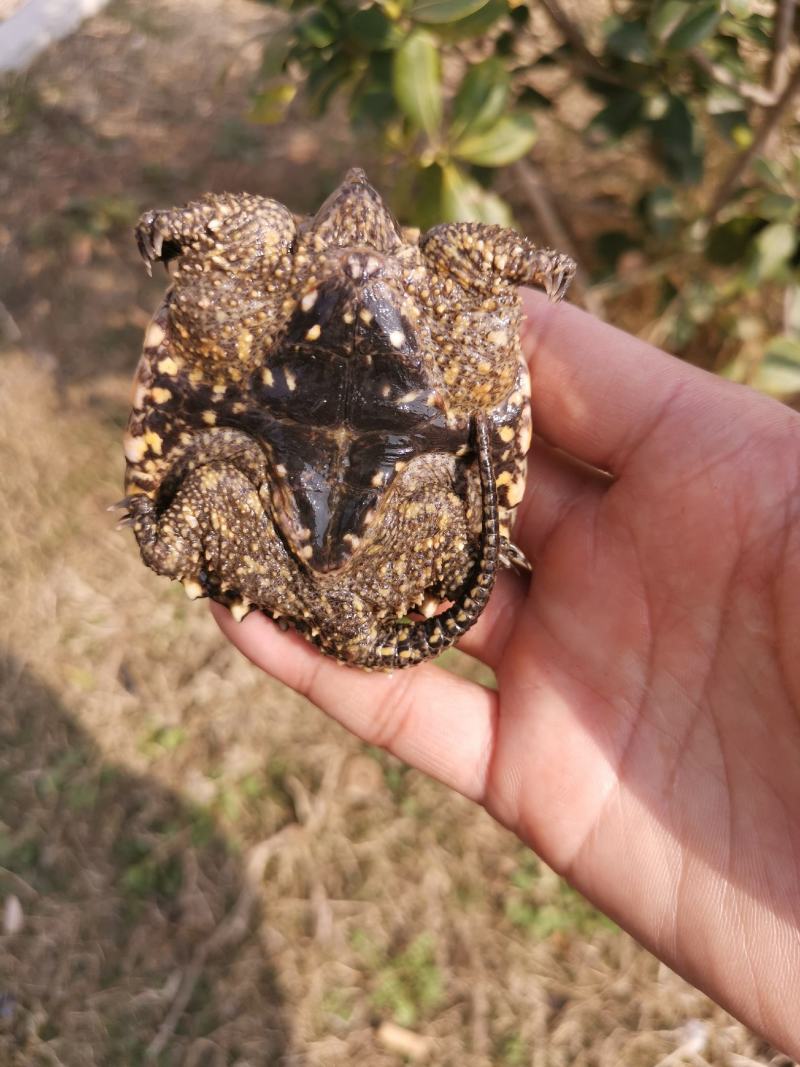外塘冷水鳄龟1-2两。易养快大。生存能力强出肉率高