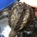 外塘冷水鳄龟1-2两。易养快大。生存能力强出肉率高